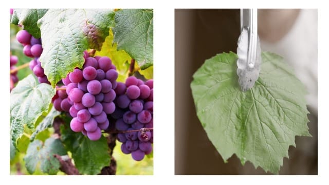 Ripe grapes ready to be harvested with their leaves around them and a leaf ready to be blanched.