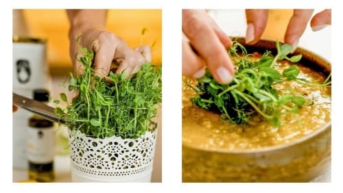 Freshly cut celery leaves are used to garnish a bowl of yellow split pea soup.