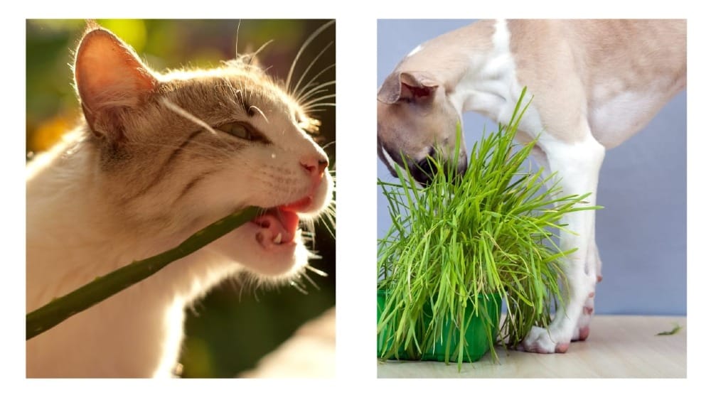 A cat and a dog eating grass.