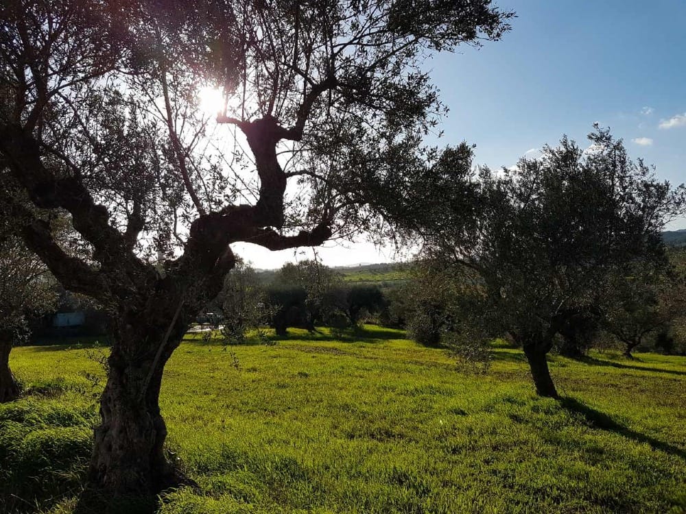 A beautiful PJ Kabos olive grove in Greece.