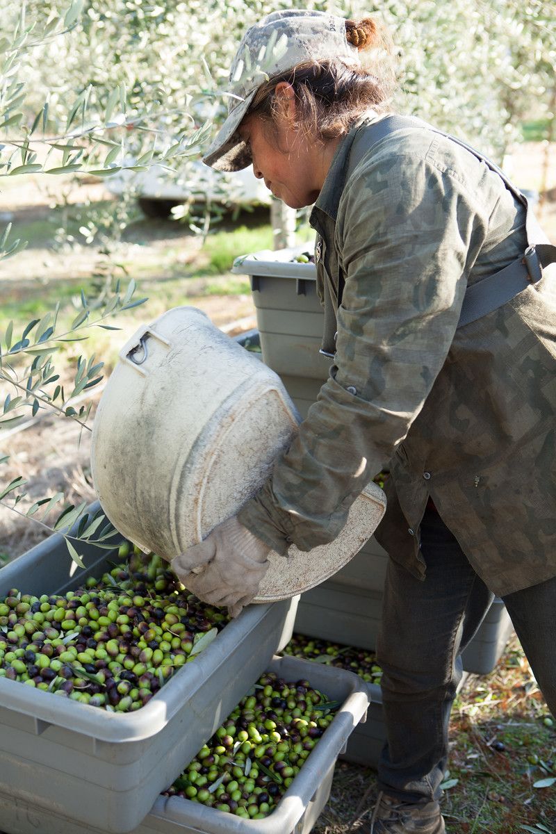 Will Spanish ripe olives puncture the CAP? / Agriculture Stratégies