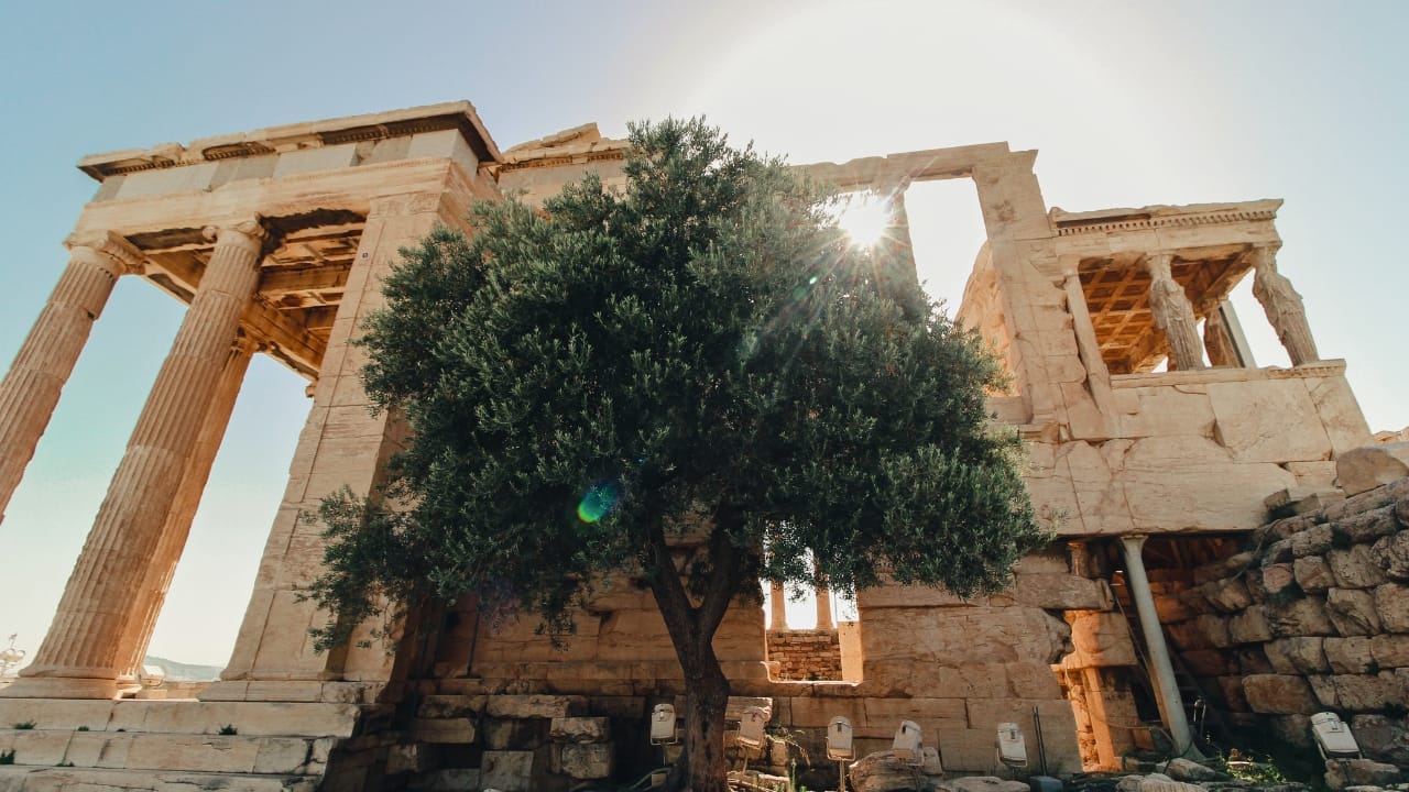 Sacred Olive Tree at the Acropolis of Athens: A Living Memorial